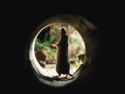 Professional Rat Control Dublin — Supreme Pest Control