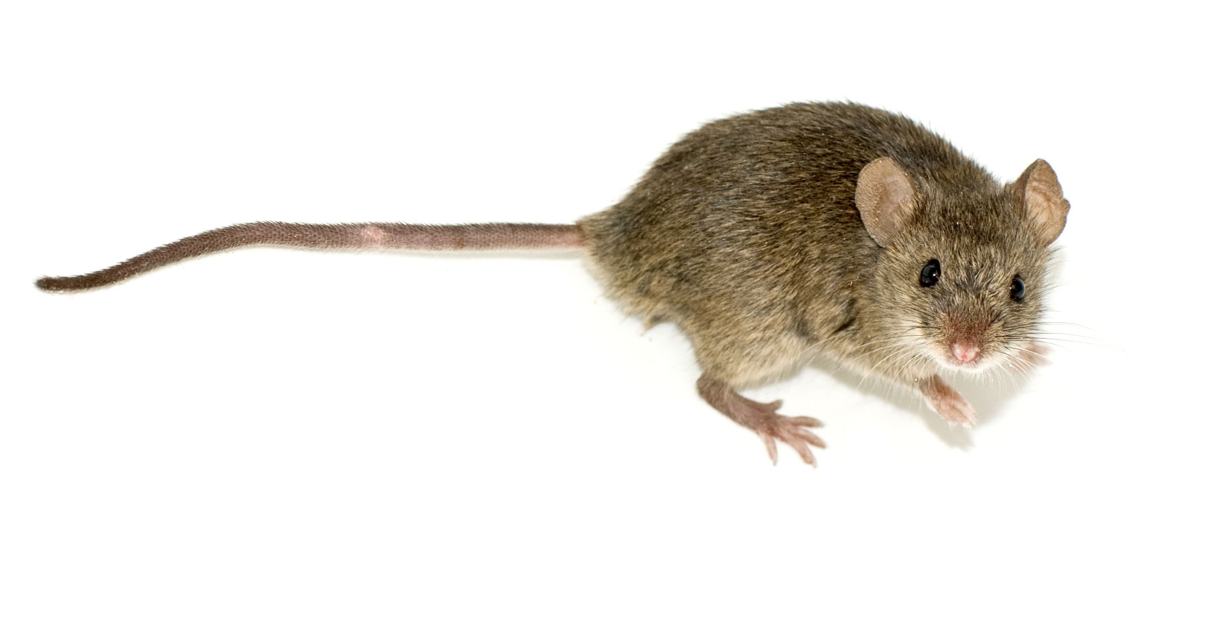 Signs of mouse infestation