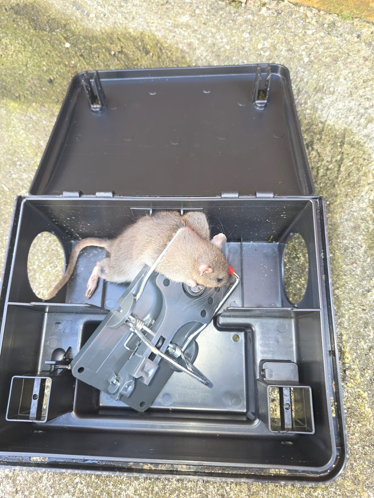 Rodent control Dublin