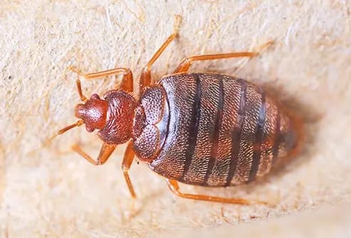 Signs of bed bug infestation