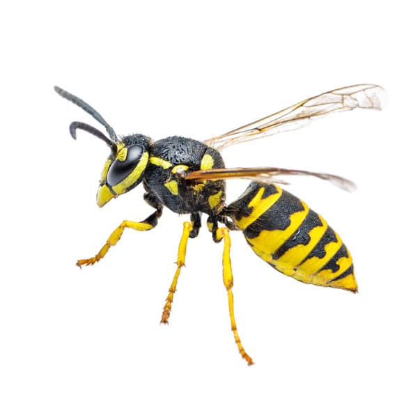 Signs of wasp infestation