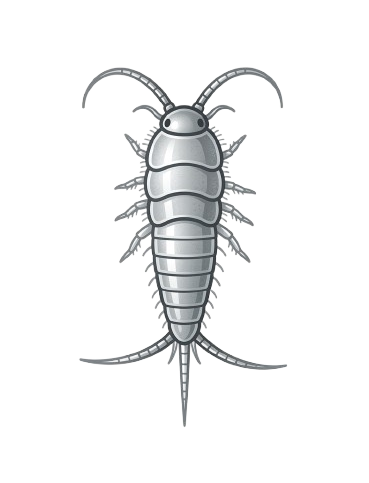 Silverfish